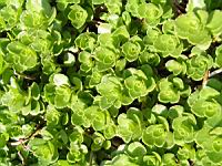 Phedimus spurius (fam Crassulacees) (Caucase) (2) (Photo F. Mrugala)